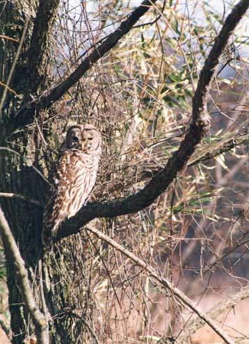 Barred Owl, click to zoom in.