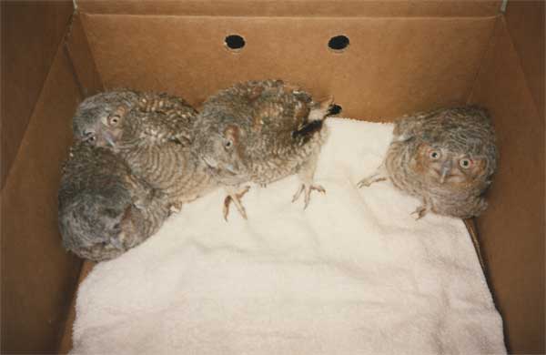 Baby Screech Owls, click to zoom in.