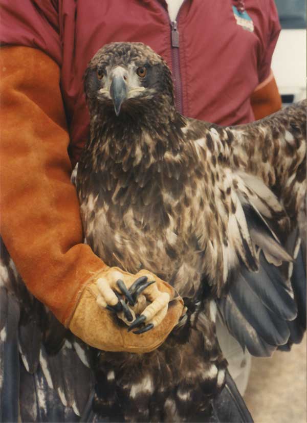 Golden Eagle, click to zoom in.