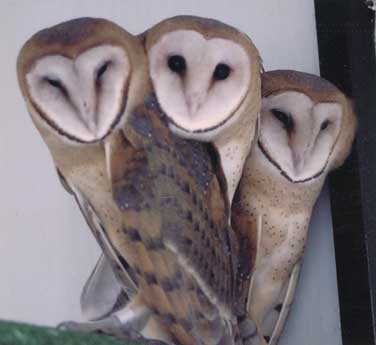 Juvenile Barn Owls, click to zoom in.