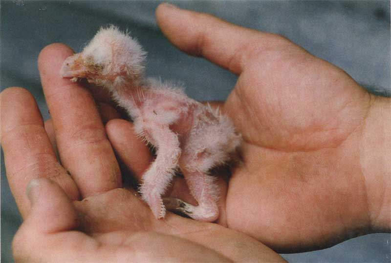 Baby Barn Owl, click to zoom in.